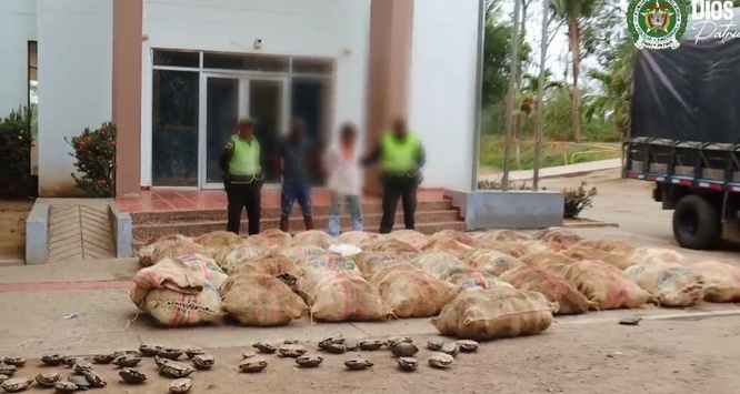 Capturan a dos hombres por el delito de aprovechamiento ilícito de recursos naturales renovables