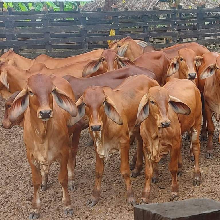 Precio del ganado subió, pero en los Llanos