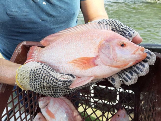 Aumenta consumo de pescado