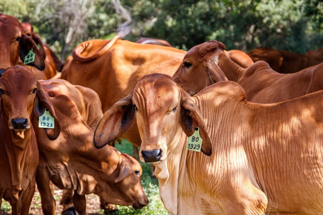 Luz verde para exportar carne a China