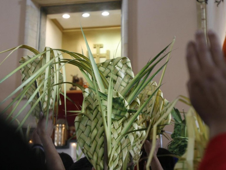 Hacen un llamado a disminuir el uso de palma de cera en Semana Santa