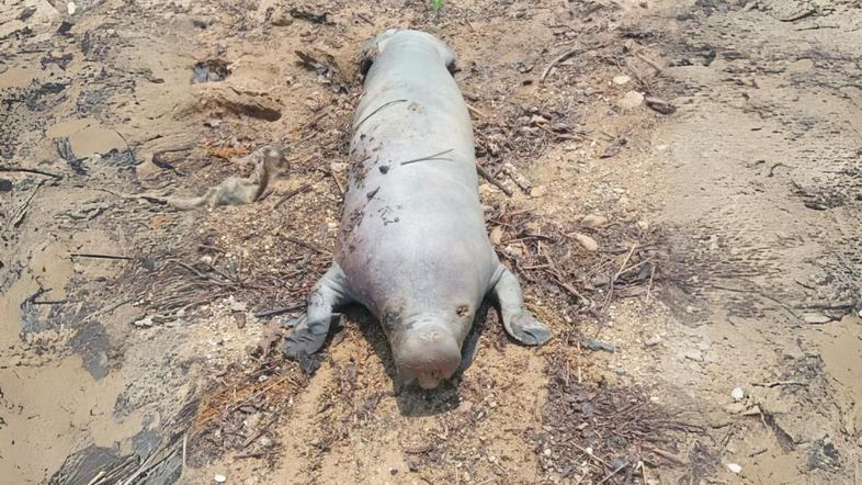 Sequía sería la causa de muerte de manatí en Ayapel 