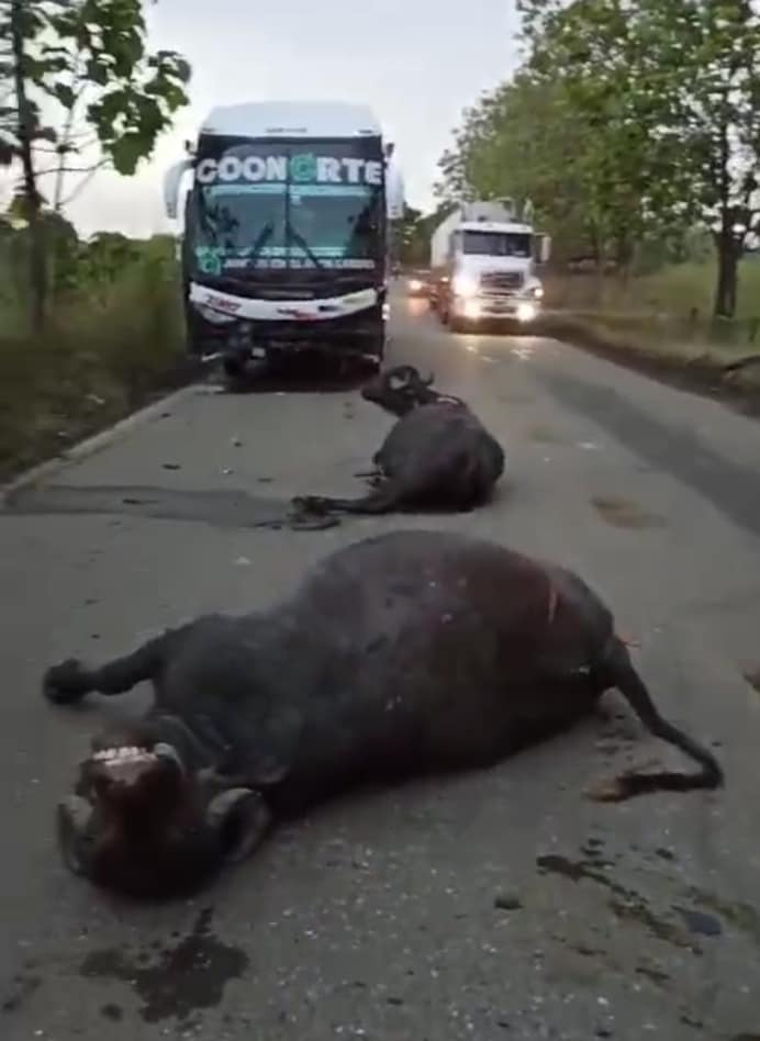 Bus chocó contra cinco búfalos en la vía que comunica Montelíbano con Puerto Libertador