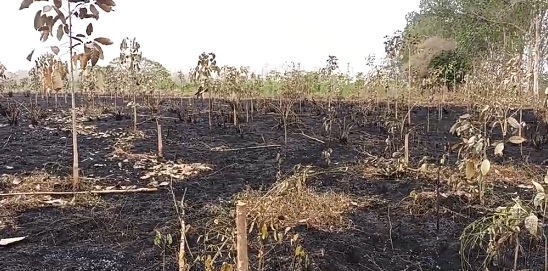 Ahora se quemó la finca Simba, en Palmito