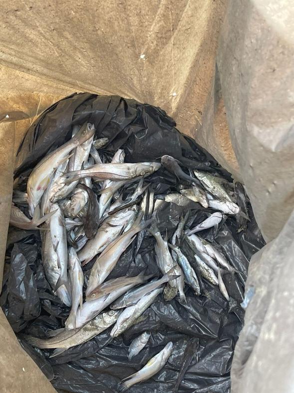 Investigan muerte de peces en Coveñas