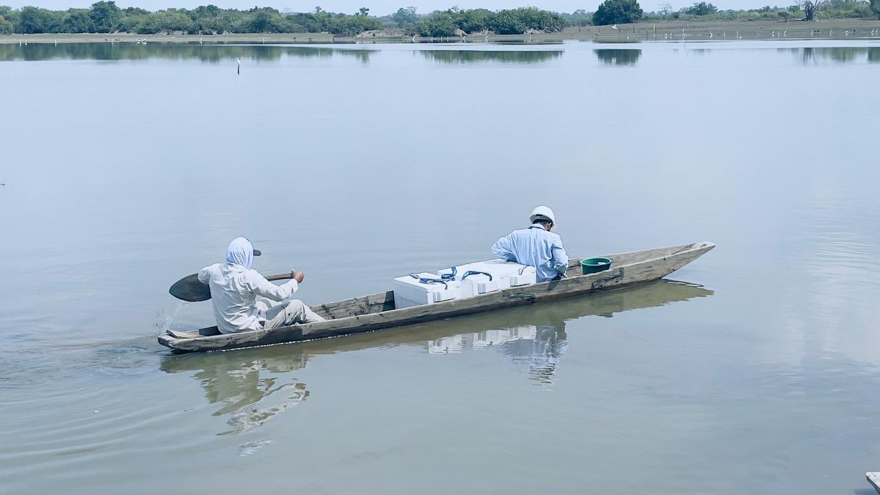 CVS verifica muerte masiva de peces en ciénaga de Buenavista
