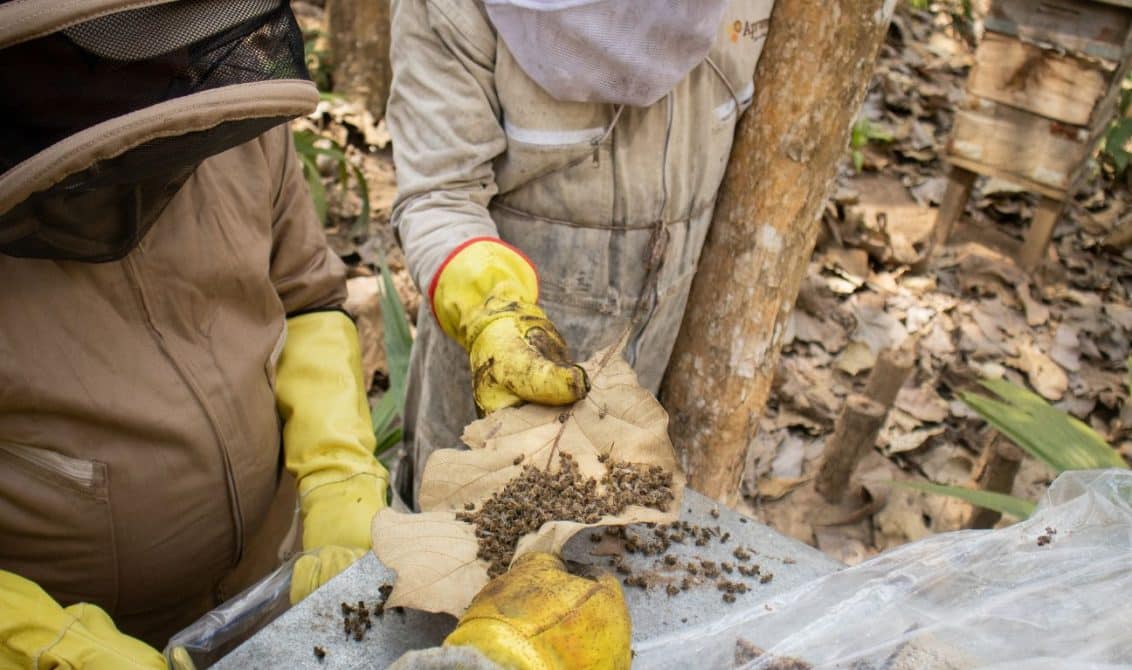 Investigación de la CVS revela causa de mortandad masiva de polinizadores en Montería