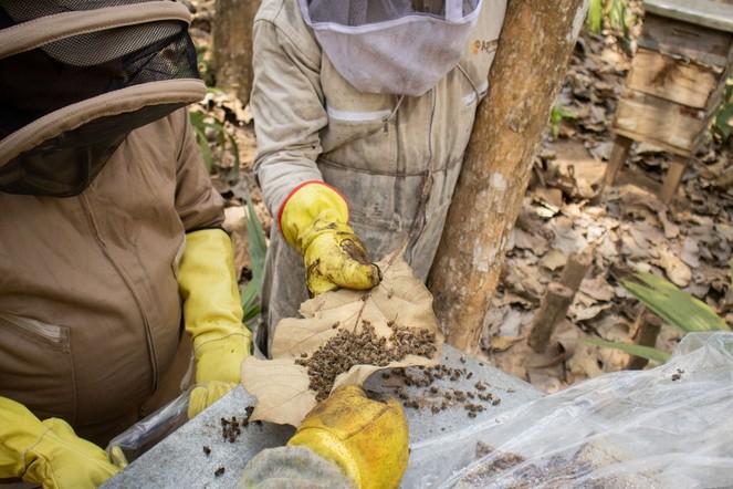 Muerte de abejas, CVS halló trazas de agroquímicos