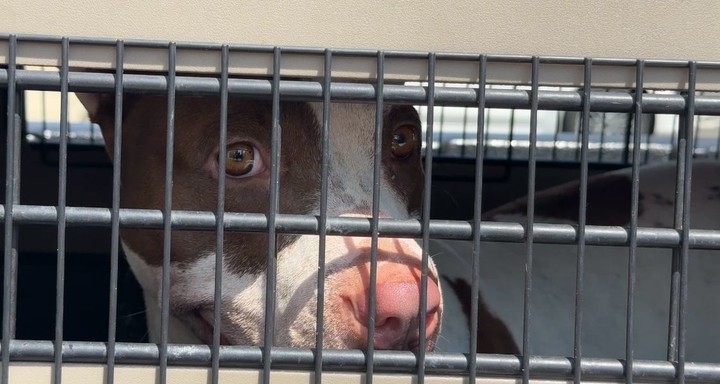 Rescatan a perrita maltratada en Jamundí