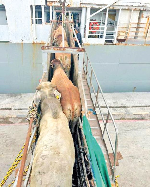 Exportación de ganado en pie se recupera