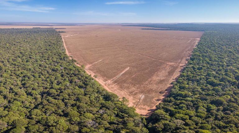 Procuradora alerta por deforestación en el Amazonas
