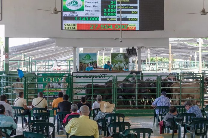 Montaña rusa en precios de ganado en subasta