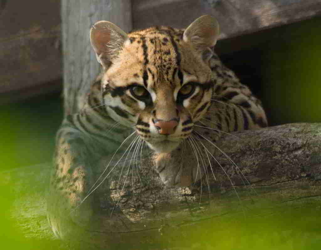 CVS insiste en la protección de la fauna silvestre a las comunidades de Córdoba