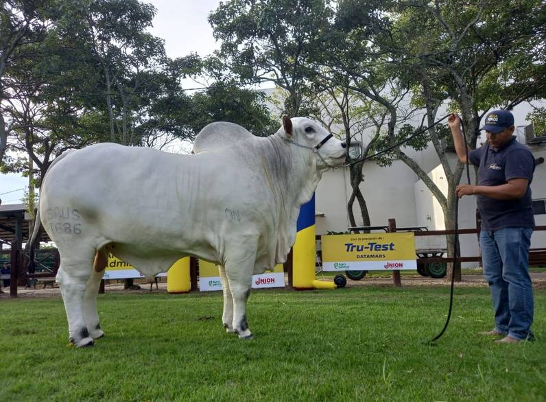 Genética boliviana llega a Colombia