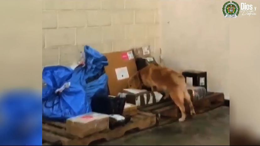 Con el olfato de 'Zuley' se incautaron de 31 kilos de marihuana