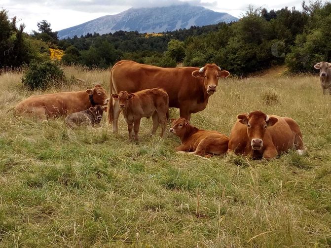 Altibajos en acopio de leche en Sucre y Córdoba