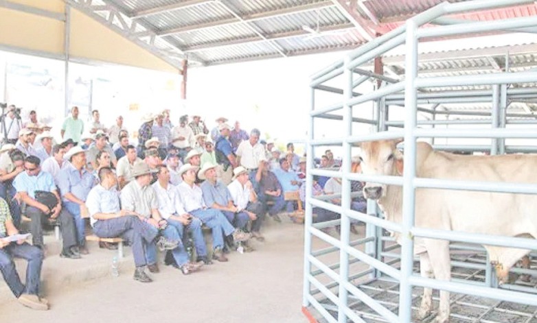 Precio del ganado gordo sigue en aumento en la mayoría de las subastas
