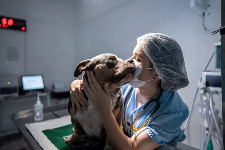 La medicina veterinaria, panorámica en Montería