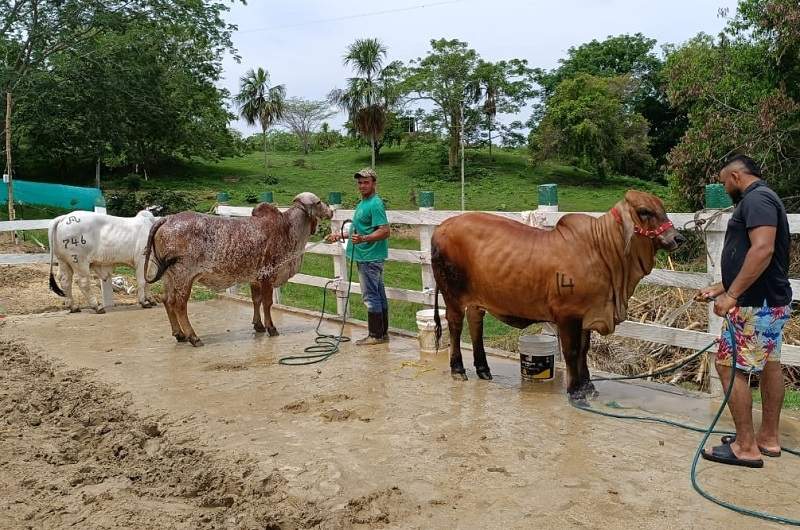 Inicia la gran Feria Exposición Agropecuaria de Sincelejo