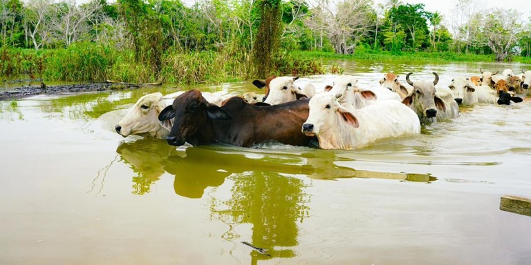 En peligro la ganadería y la agricultura