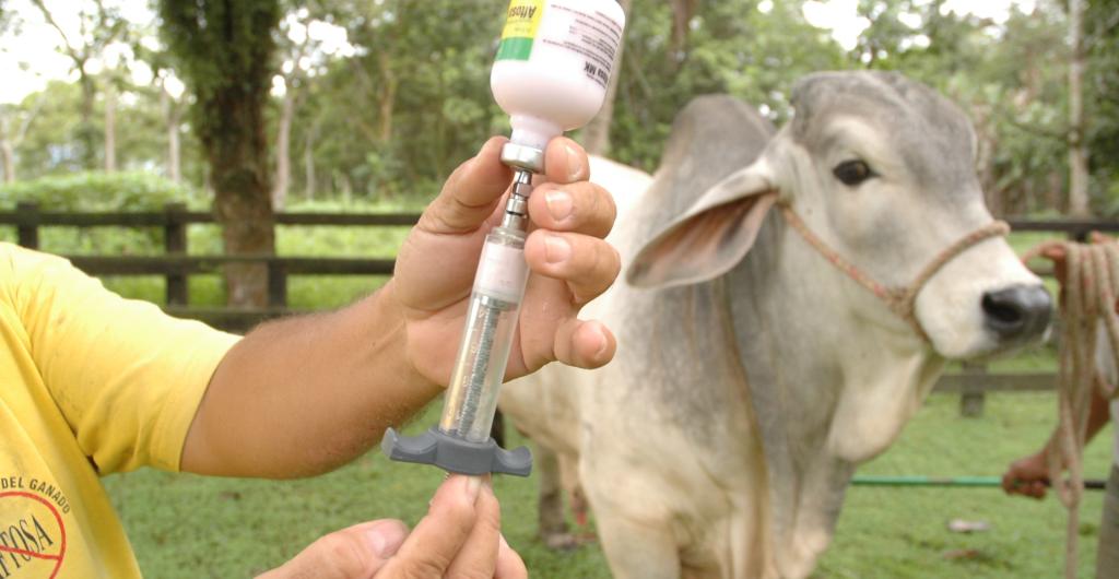 Buscan otra zona libre de aftosa sin vacunación