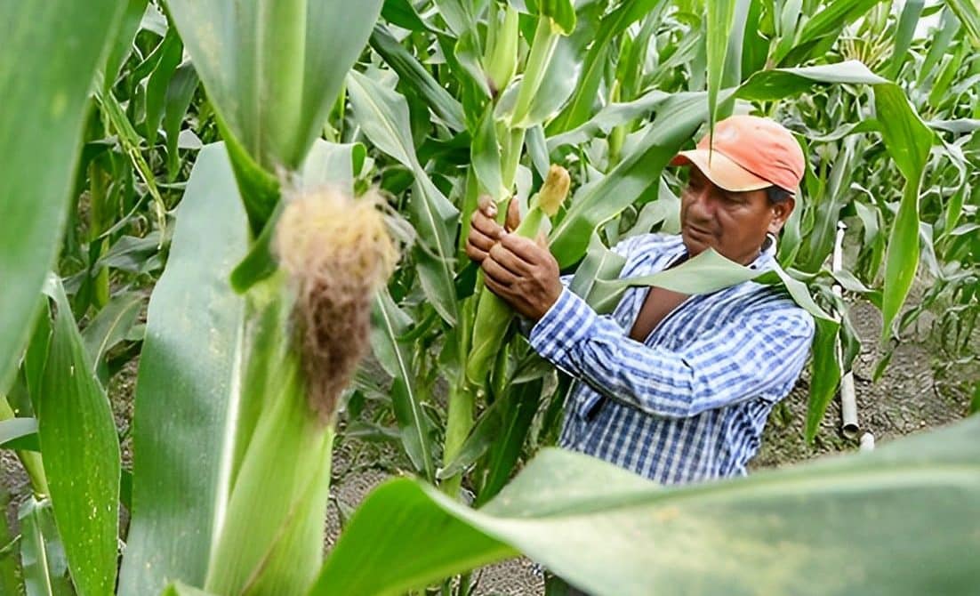Maiceros colombianos esperan buenos precios el segundo semestre