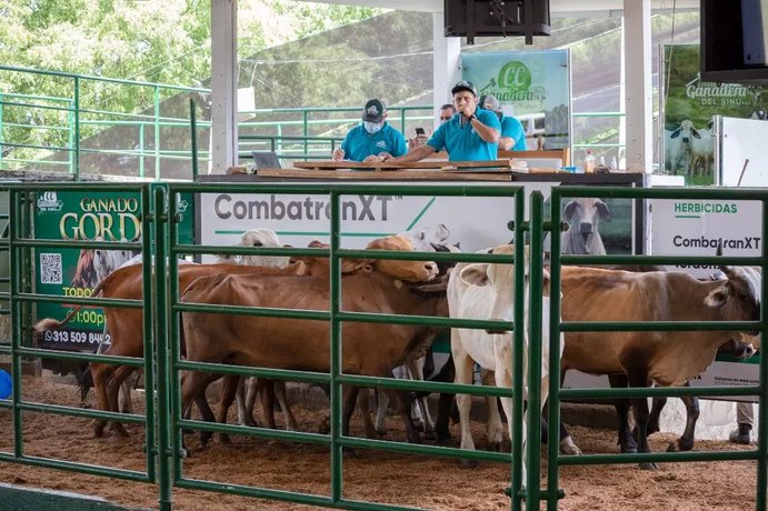 Así se movieron los precios del ganado en las subastas