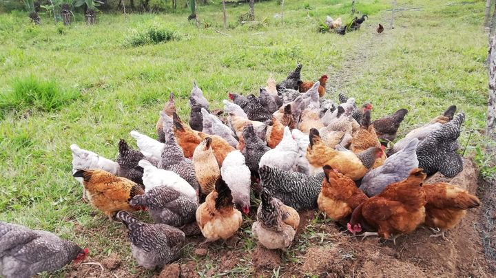Gallinas criollas,  ¿en riesgo de desaparecer?