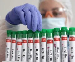 Primera víctima humana de la gripe aviar