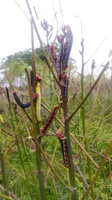 El gusano cachón no deja surgir a los campesinos en Montes de María