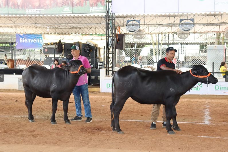 La agenda de Feria incluyó exhibición de búfalos