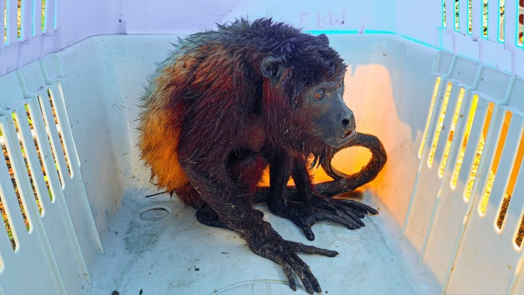 Más de 500 animales afectados por tragedia ambiental en la Mojana