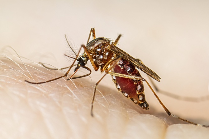Laboratorio de Salud Pública de Córdoba confirma presencia de nuevo mosquito que transmite el dengue