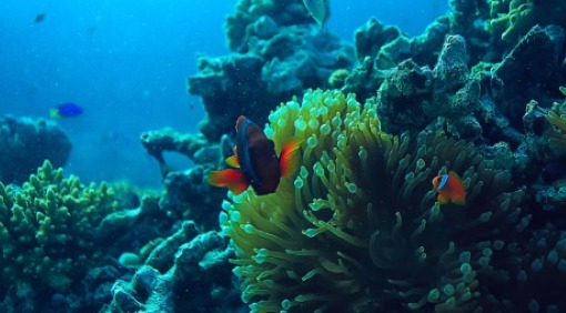 Sancionan ley que protegerá a los ecosistemas marinos en Colombia