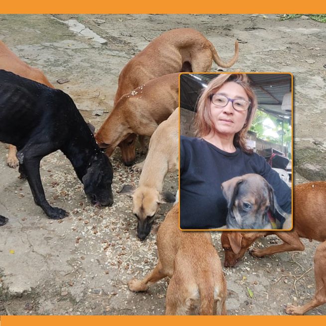 Animalista sucreña pide ayuda por crisis y hacinamiento