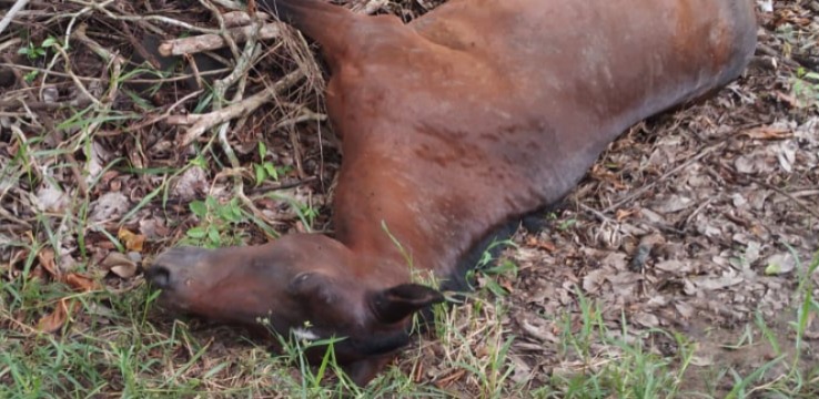 Africanas están matando caballos en zona rural de Montería