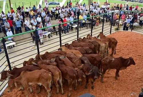Precio del ganado se mantiene estable