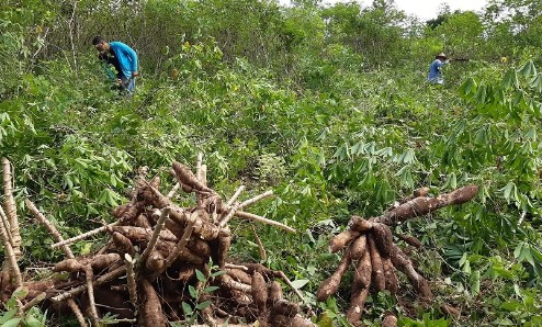 Comenzó la compra de la yuca, pero gremio espera agilidad