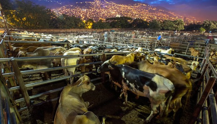 Así se movieron los precios del ganado en el primer semestre de 2024