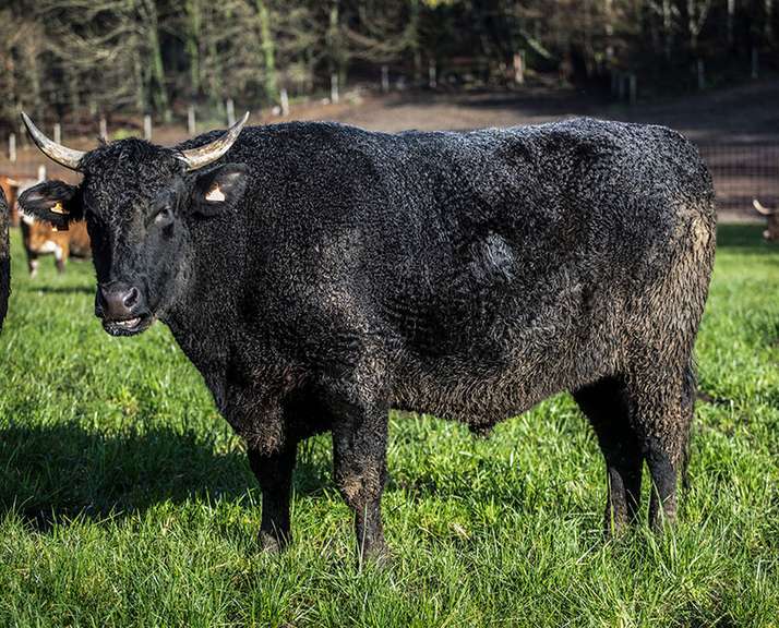 Explican ventajas de la raza Wagyu