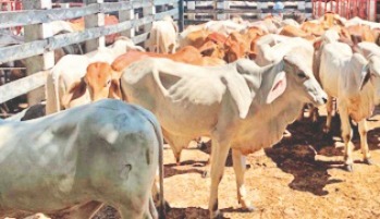 Los precios en las subastas se mantienen estables