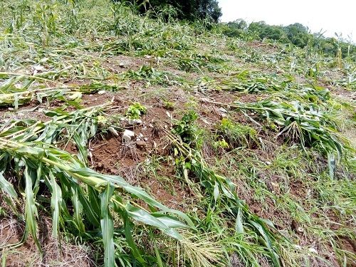 Campesinos perdieron cultivos, piden ayuda