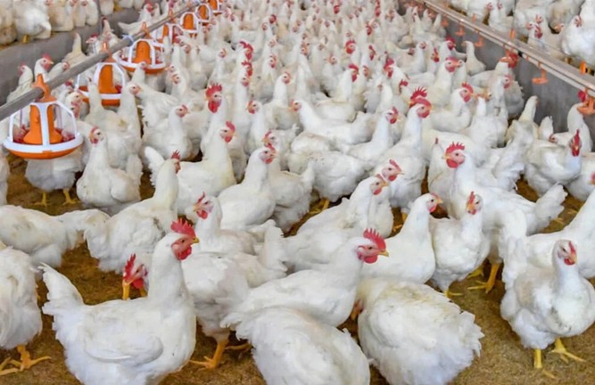 Brasil suspende de manera preventiva las exportaciones de carne y productos avícolas