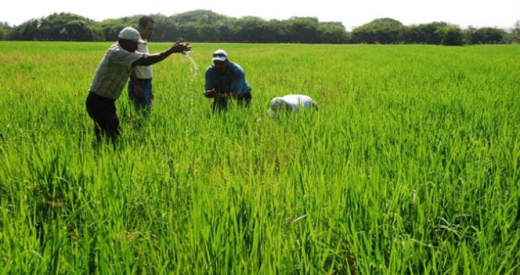 Presentan cifras arroceras, sigue la puja con Fedearroz