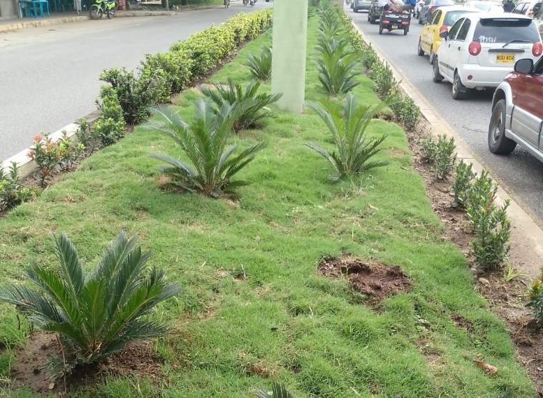 Desadaptados se roban plantas de zonas verdes recuperadas por la Alcaldía de Montería