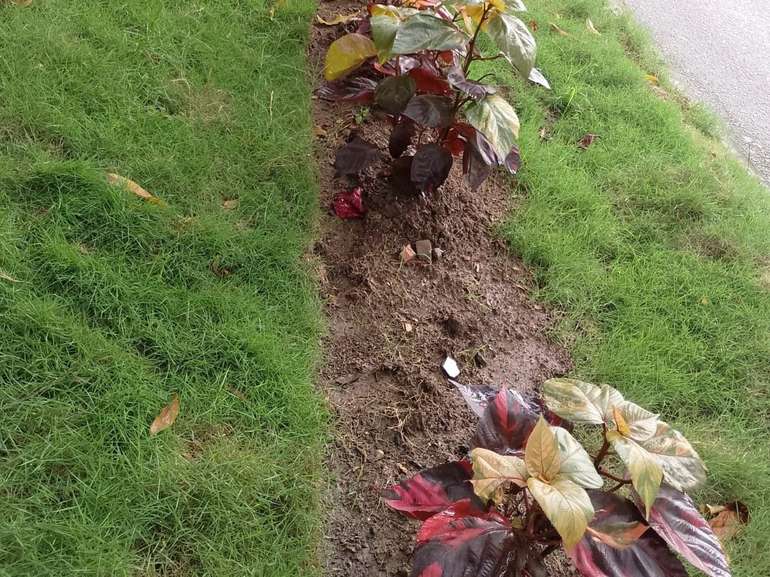 Alcaldía rechazó robo de plantas en zonas verdes