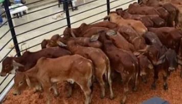 Bajaron exportaciones y ganancias de carne y ganado