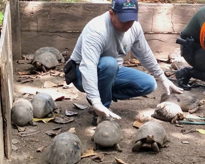 Recuperan 42 tortugas morrocoy en Momil