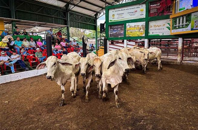 Ganado perdió precio en las subastas