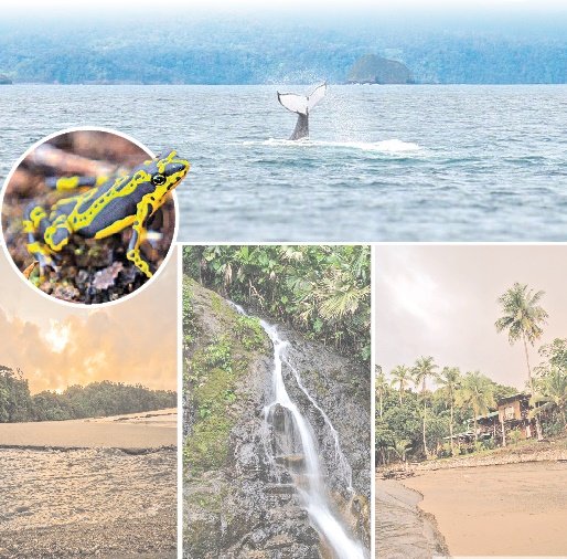 Bahía Solano: un encanto en el corazón del Chocó en donde se vive entre ballenas, tortugas y el mar